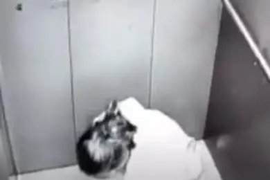 Справила нужду в лифте: суд вынес приговор в Нур-Султане